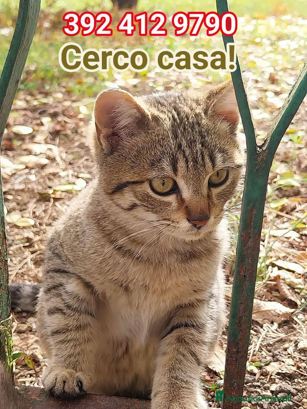 Europeo gatti I FAGOTTINI DOLCISSIMI GATTINI - Annuncio 1