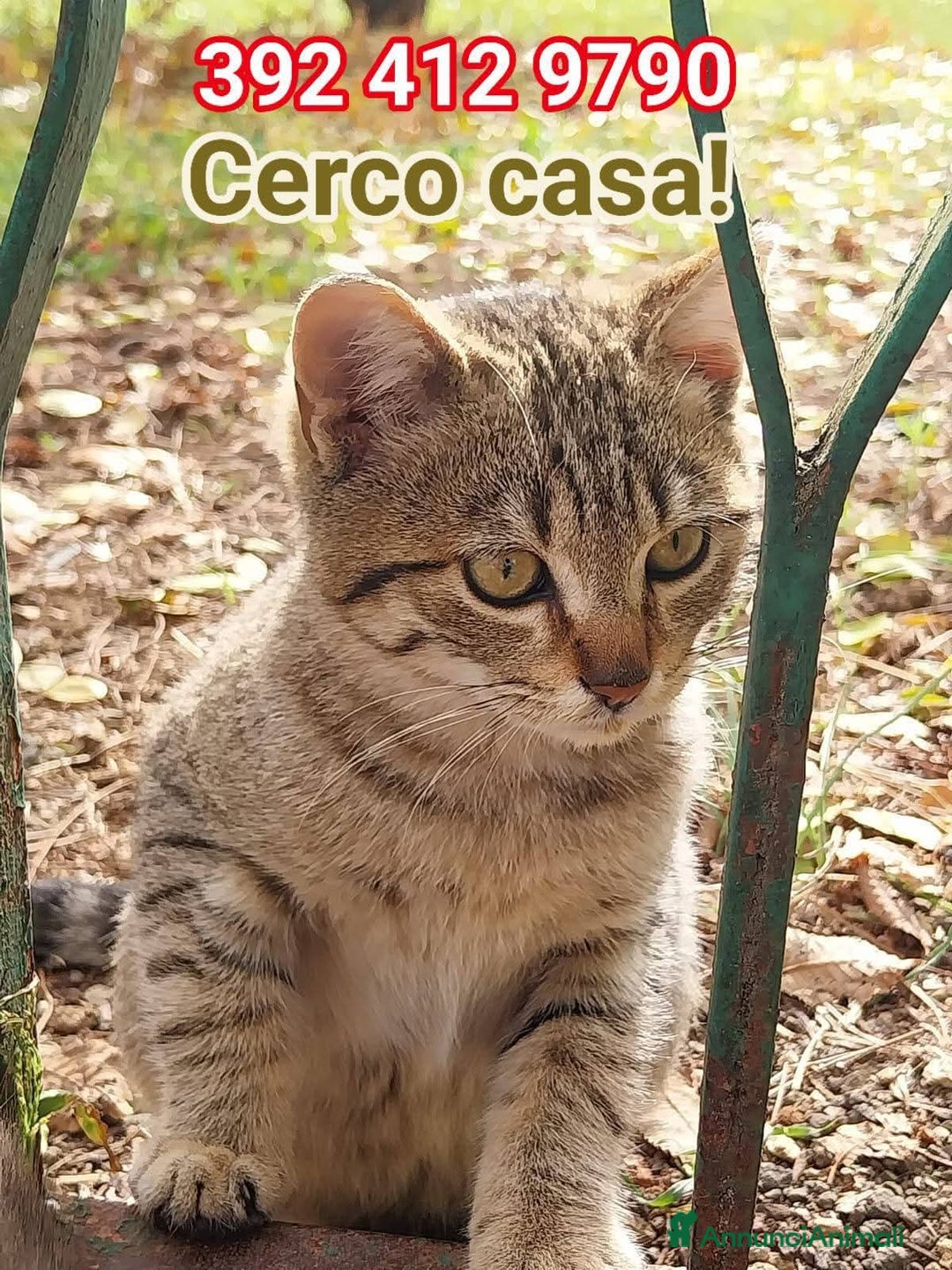 Europeo gatti in regalo: I FAGOTTINI DOLCISSIMI GATTINI - Annuncio 1