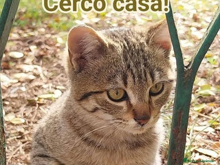 Europeo gatti I FAGOTTINI DOLCISSIMI GATTINI - Annuncio 1