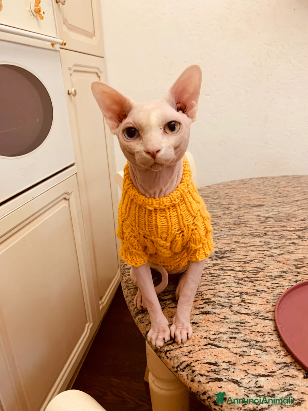Sphynx gatti per accoppiamento: Sphynx per accoppiamento, maschio - Annuncio 1