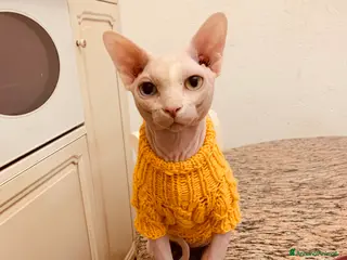 Sphynx gatti Sphynx per accoppiamento, maschio - Annuncio 28