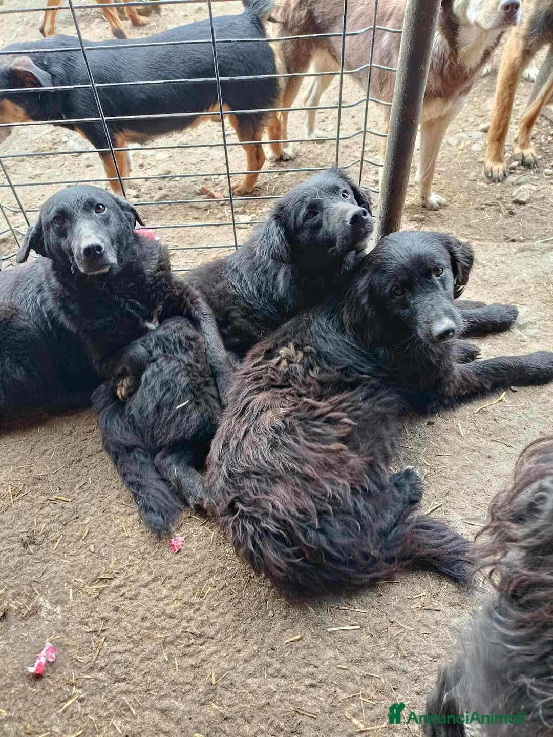 Meticcio cani in regalo: CHEOPE e ISIDE, mamma e figlia INVISIBILI! - Annuncio 7