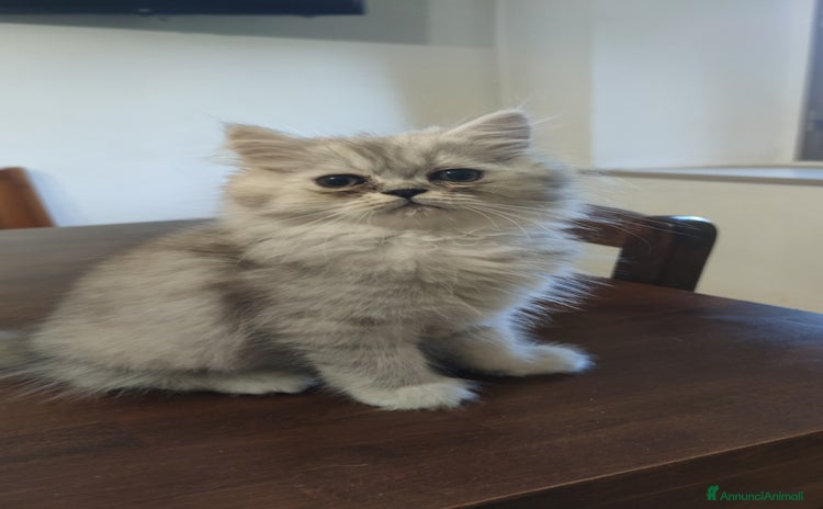 Persiano gatti a Provincia di Pistoia - Annuncio 5