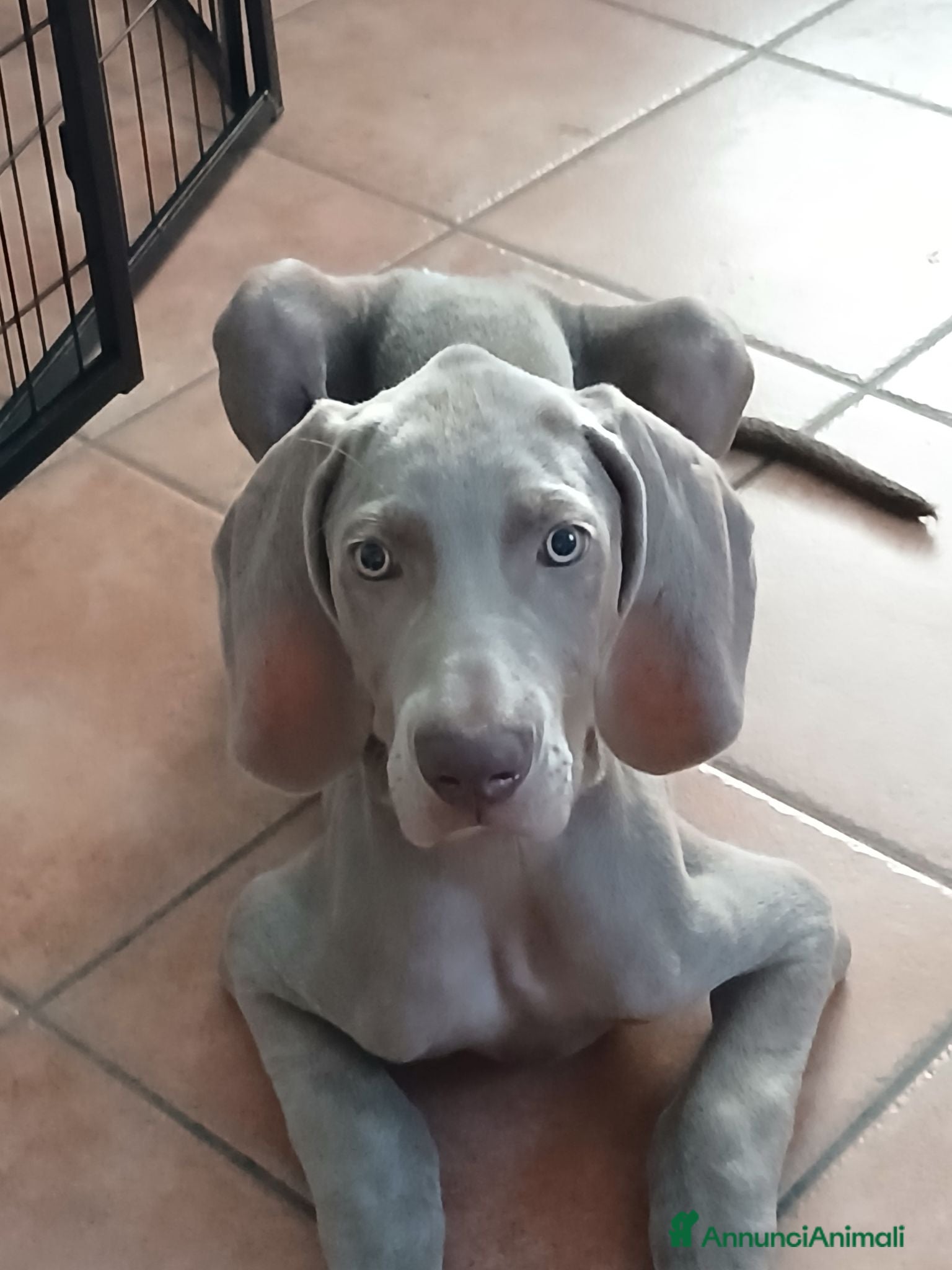 Weimaraner cani Urgente ultimo cucciolo  - Annuncio 27