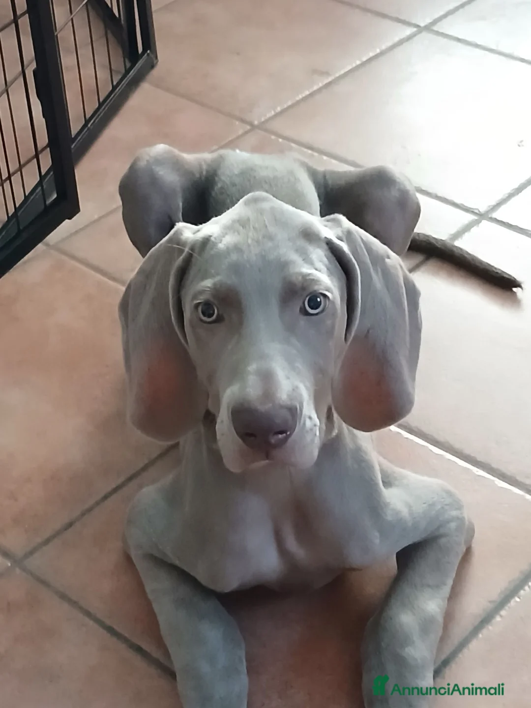 Weimaraner cani in vendita: Urgente ultimo cucciolo  - Annuncio 1