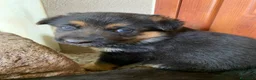 Pastore Tedesco cani in vendita: Disponibili cuccioli di pastore tedesco a Provincia del Sulcis Iglesiente - Annuncio 4