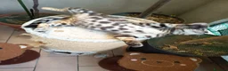 Bengala gatti in vendita: laun splendore cucciola Bengala 🥰  - Annuncio 27