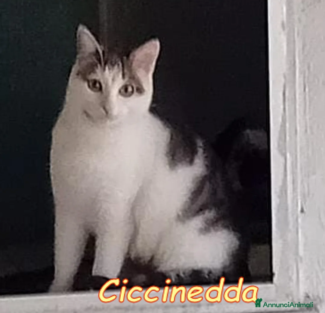 Europeo gatti in regalo: CICCINEDDA GATTINA DOLCISSIMA CERCA CASA  - Annuncio 3