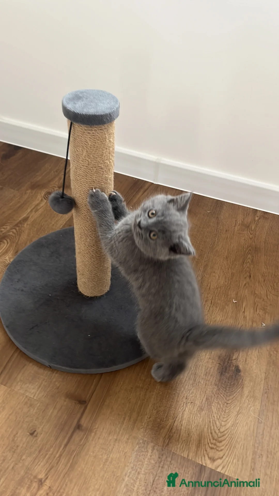 British gatti in vendita: British Shorthair  a Provincia di Treviso - Annuncio 2