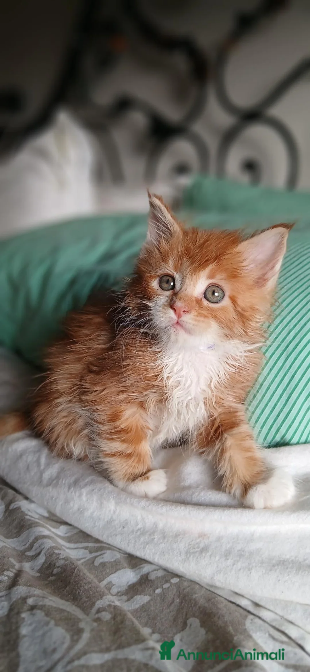 Maine Coon gatti in vendita: Maine Coon xxl - Annuncio 2