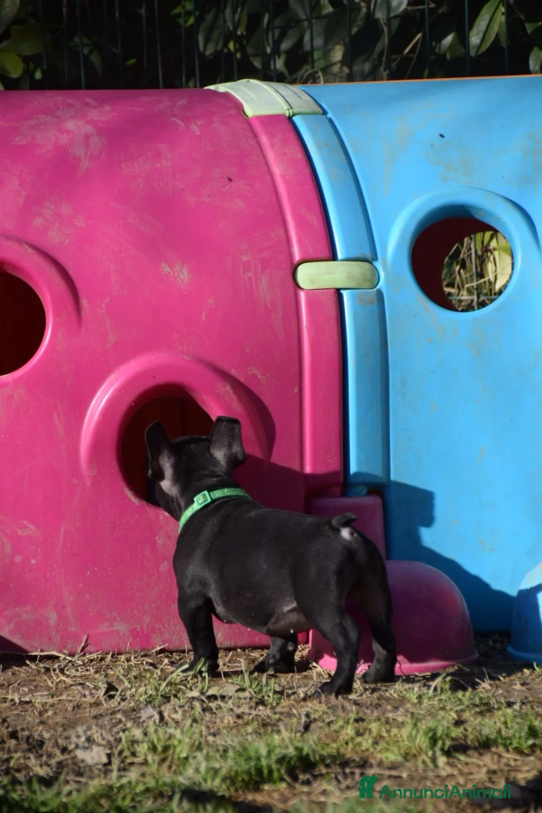 Bulldog Francese cani in vendita: Buldog Francese  - Annuncio 6