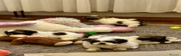 Shih Tzu cani in vendita: Schitzu il tuo batuffolo di gioia ti aspetta  - Annuncio 18