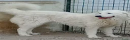 Pastore Abbruzzese Maremmano cani in vendita: Disponibili cuccioli di pastore maremmanoabruzzese - Annuncio 2