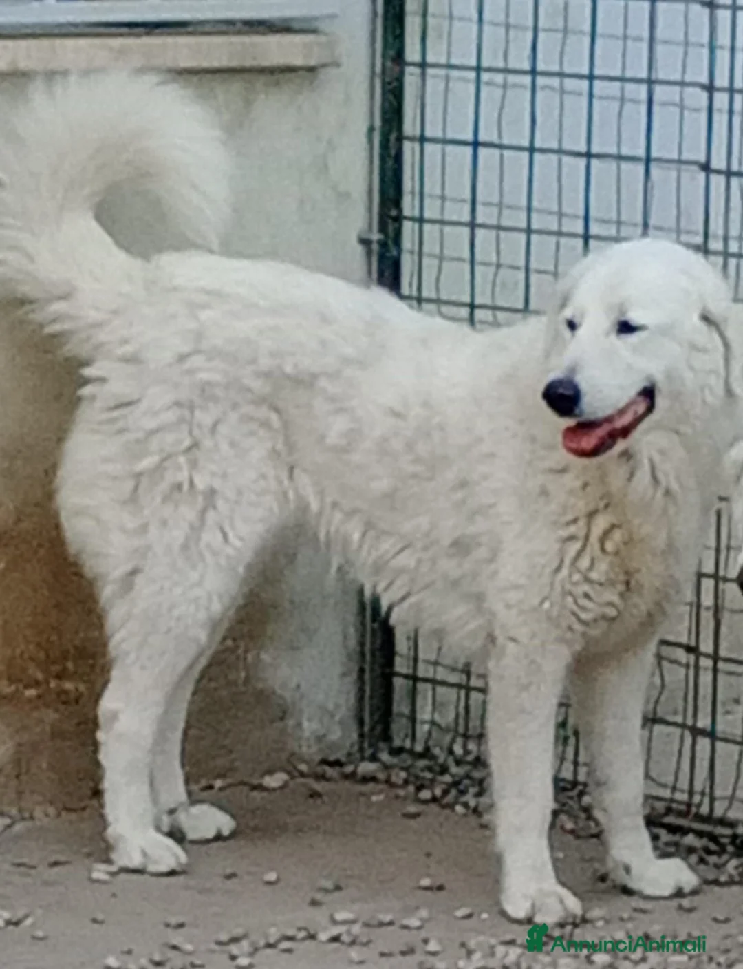 Pastore Abbruzzese Maremmano cani in vendita: Disponibili cuccioli di pastore maremmanoabruzzese - Annuncio 2