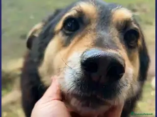 Meticcio cani ADOZ D'AMORE X PONCHO 8 ANNI E MEZZO IN CANILE DA a Genova - Annuncio 16