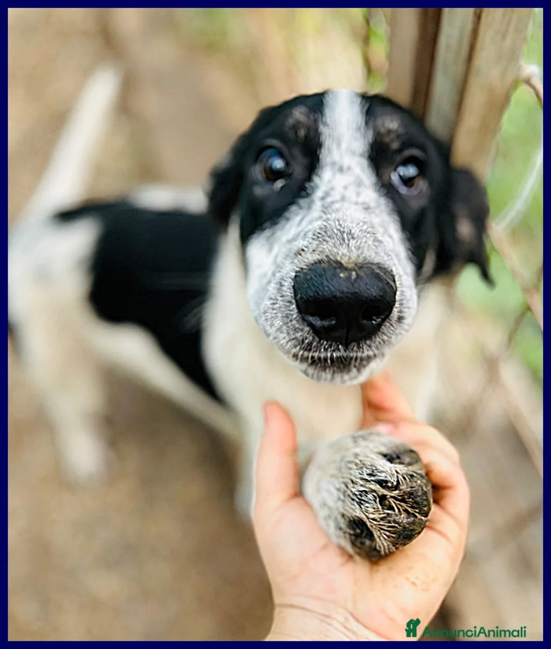 Meticcio cani in regalo: CLOE recuperata per strada affamata e spaventata - Annuncio 3