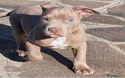 Pitbull cani in vendita: Ultimi tre cuccioli di Pitbull disponibili subito a Provincia di Varese - Immagine 1