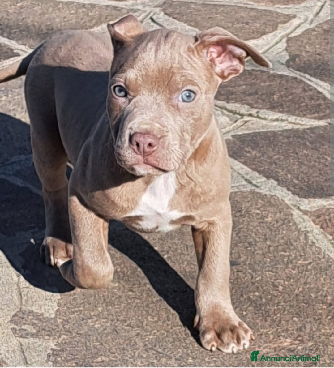 Pitbull cani in vendita: Ultimi tre cuccioli di Pitbull disponibili subito a Provincia di Varese - Immagine 1
