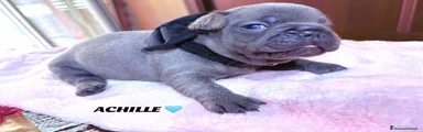 Bulldog Francese Cucciolo 2