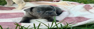 Bulldog Francese 3