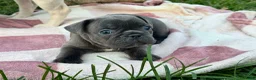 Bulldog Francese cani in vendita: Cuccioli di bulldog francese - Annuncio 13