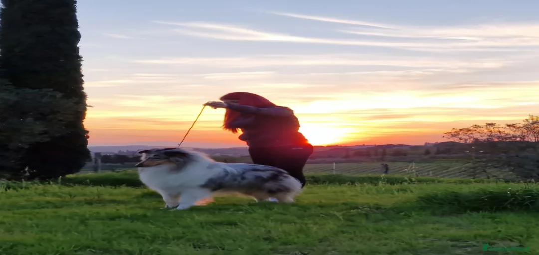 Immagine della galleria {{count}}