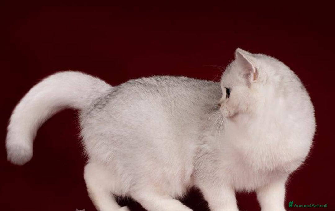 British gatti per accoppiamento: British per accopiamento  a Provincia di Monza e della Brianza - Annuncio 7