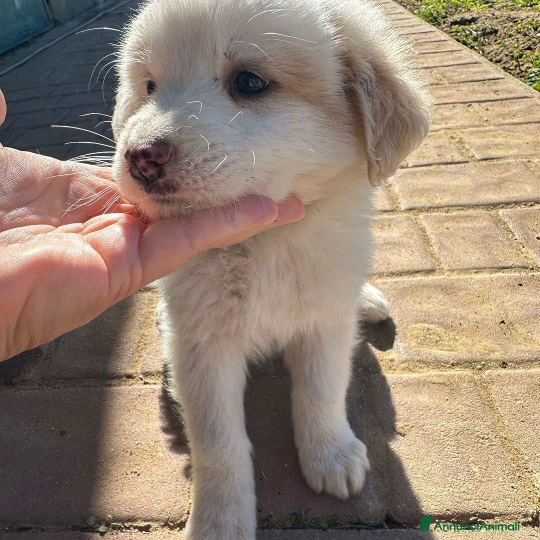 Meticcio cani in regalo: RAYAN 💙-cucciolo di 1 mese, pastore cerca casa - Annuncio 6