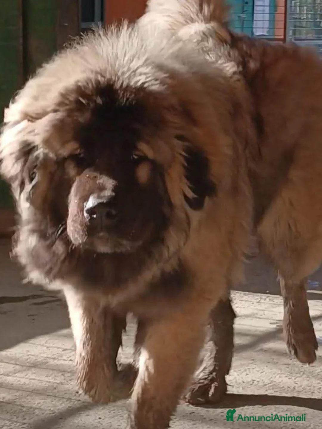 Pastore del Caucaso cani in vendita: Pastore del caucaso .cuccioli - Annuncio 4