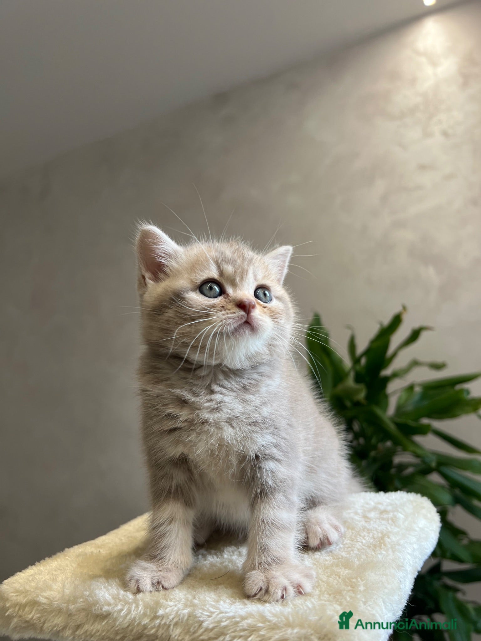 British gatti Vendo british shorthair  - Annuncio 1