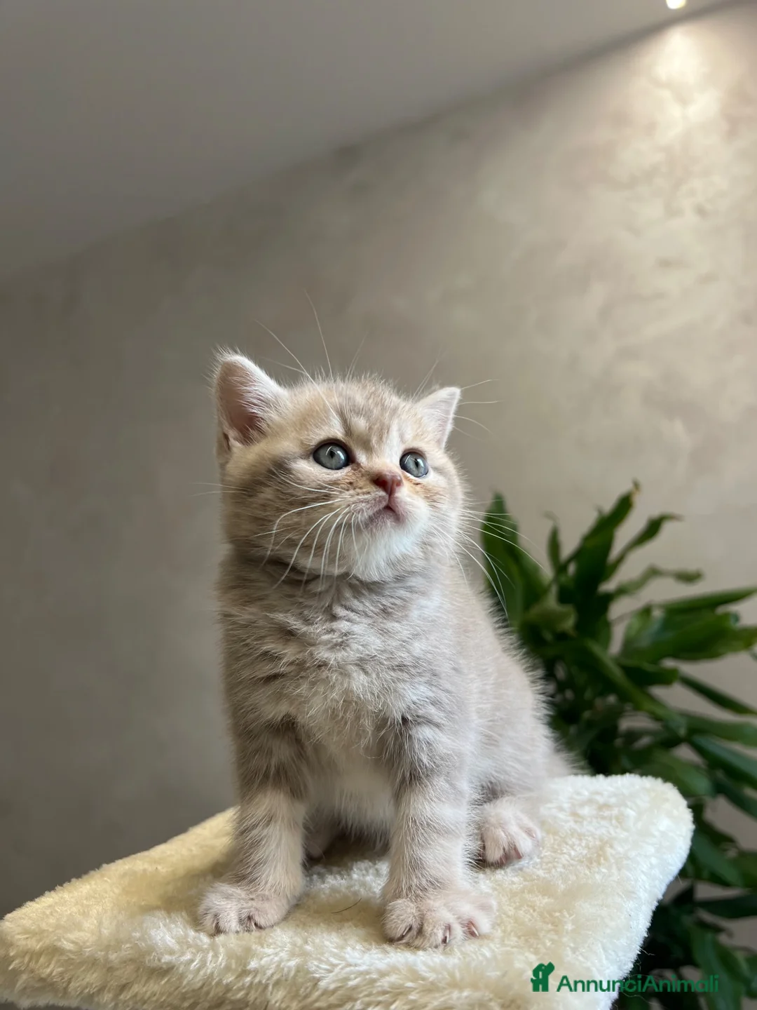 British gatti in vendita: Vendo british shorthair  - Annuncio 1