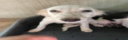 Meticcio cani in regalo: FRATELLO E SORELLA a Città metropolitana di Milano - Annuncio 6