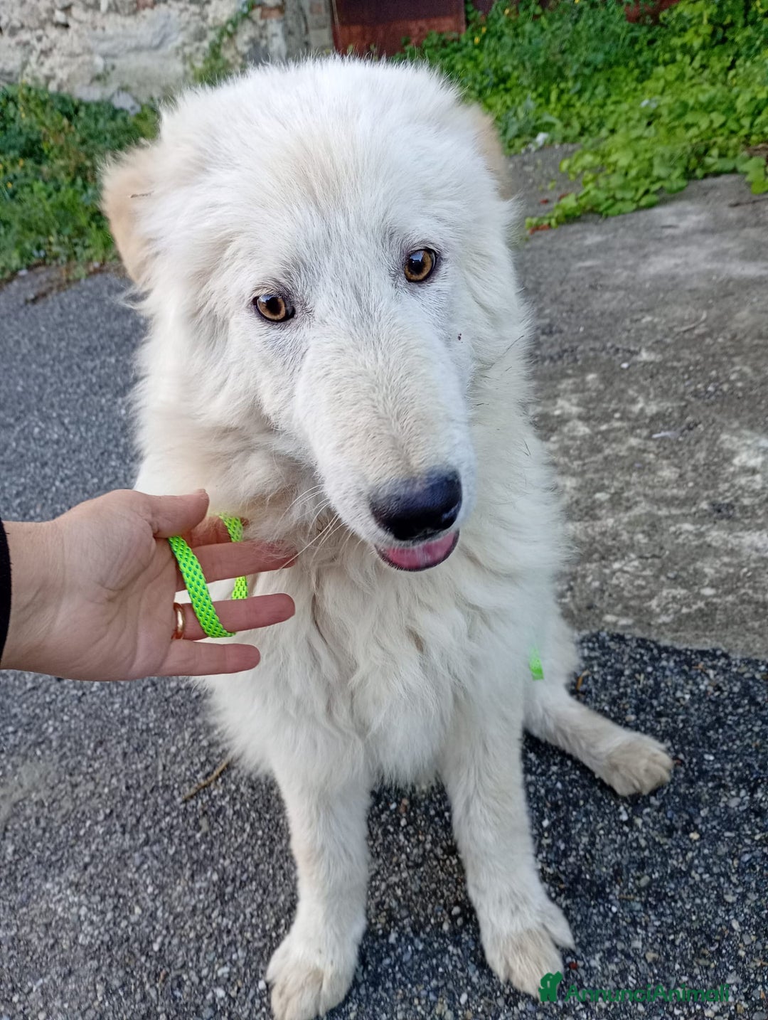 Meticcio cani in regalo: UNA MAMMA PER AKI - Annuncio 2