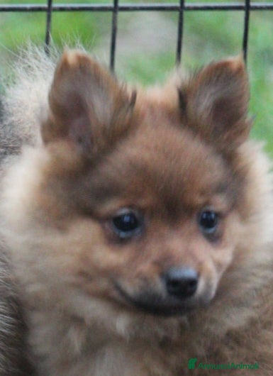 Spitz cani Spitz tedesco piccolo  - Annuncio 1