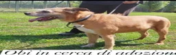Meticcio cani in regalo: 11anni medio piccolo padrone deceduto 2anni faPAVI - Annuncio 3