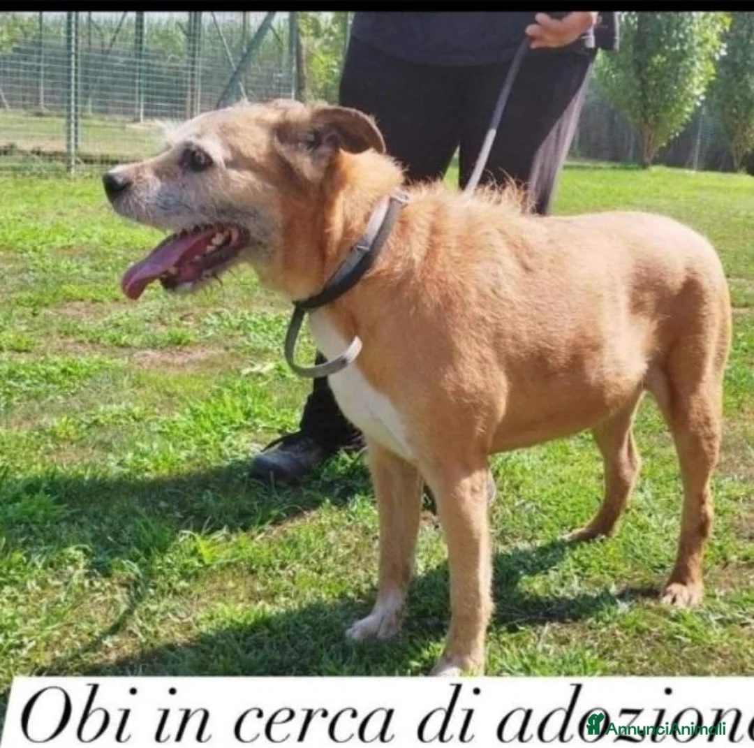 Meticcio cani in regalo: 11anni medio piccolo padrone deceduto 2anni faPAVI - Annuncio 3