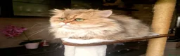British gatti in vendita: British Longhair maschio 3 anni - Annuncio 2
