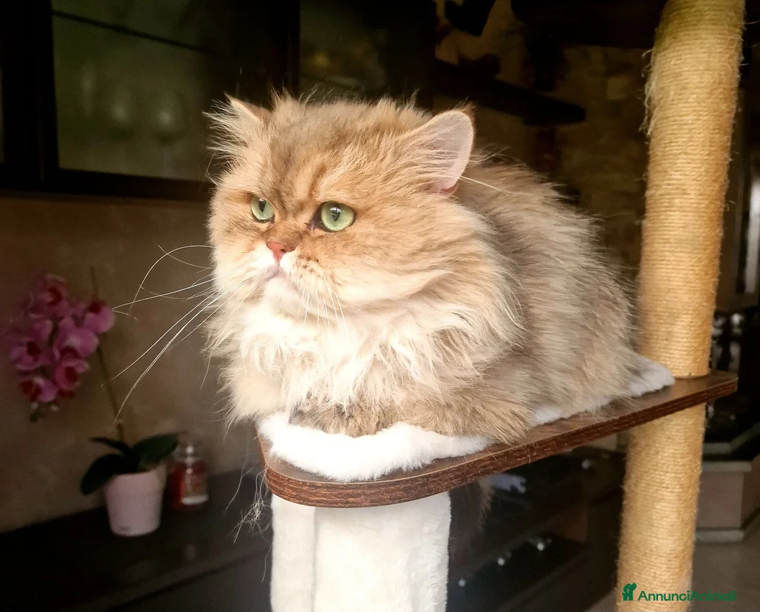 British gatti in vendita: British Longhair maschio 3 anni - Annuncio 2