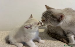 British gatti in vendita: 🐾 Cuccioli British Shorthair 🐾  a Provincia di Padova - Immagine 12