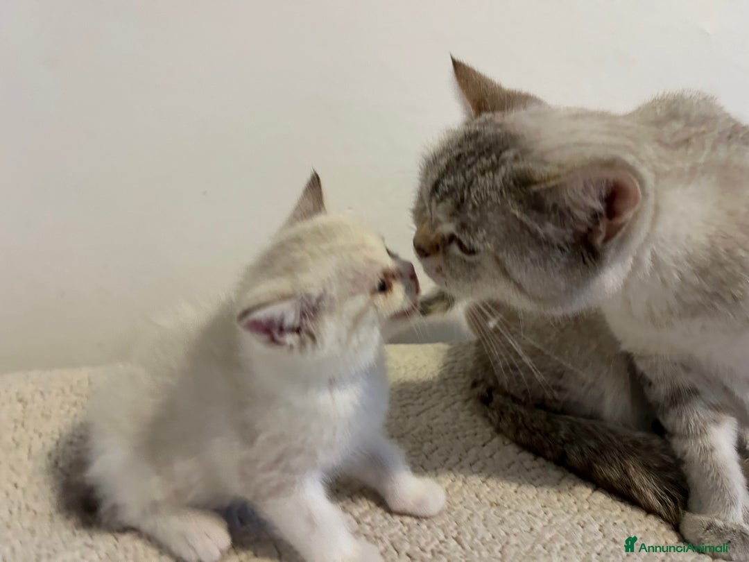 British gatti in vendita: 🐾 Cuccioli British Shorthair 🐾  a Provincia di Padova - Immagine 12