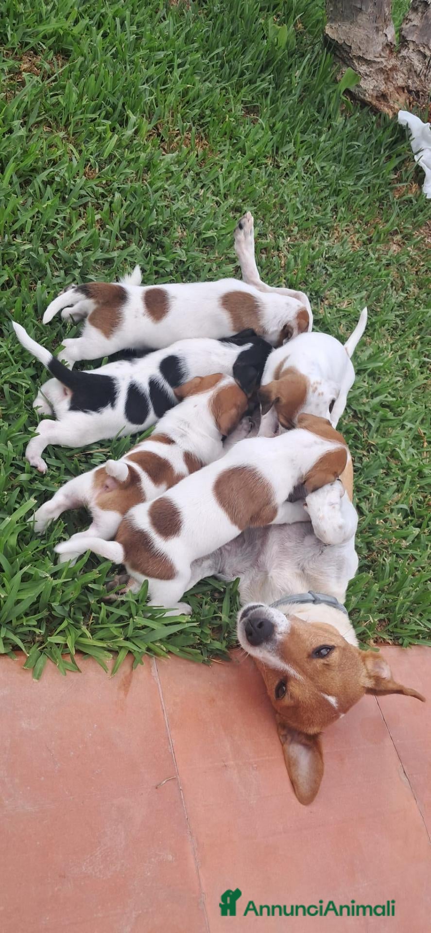 Jack Russell cani Cucciolo di Jack Russel - Annuncio 1