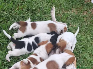 Jack Russell cani Cucciolo di Jack Russel - Annuncio 2