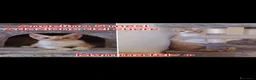 Altre razze gatti in regalo: MICINI URGENTE! TEMPO SCADUTO! a Provincia di Arezzo - Annuncio 8