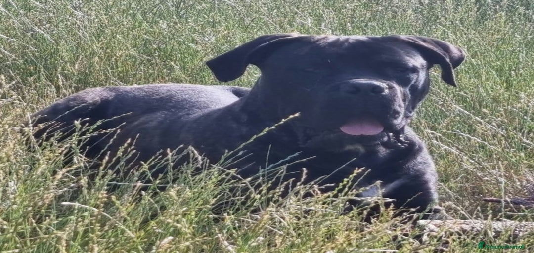 Immagine della galleria {{count}}