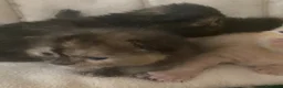 Meticcio gatti in vendita: Gatto persiano Incroccio  - Annuncio 3