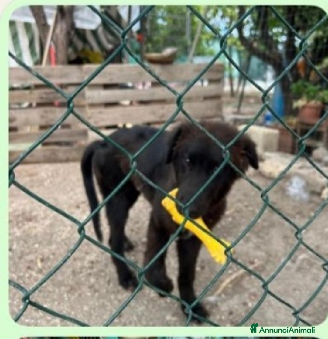 Meticcio cani in regalo: 5mesi preso come giocattolo x i figli,mollato! SUD - Annuncio 3