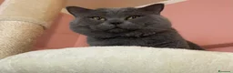 British gatti in vendita: Cuccioli British Femmina - Annuncio 6