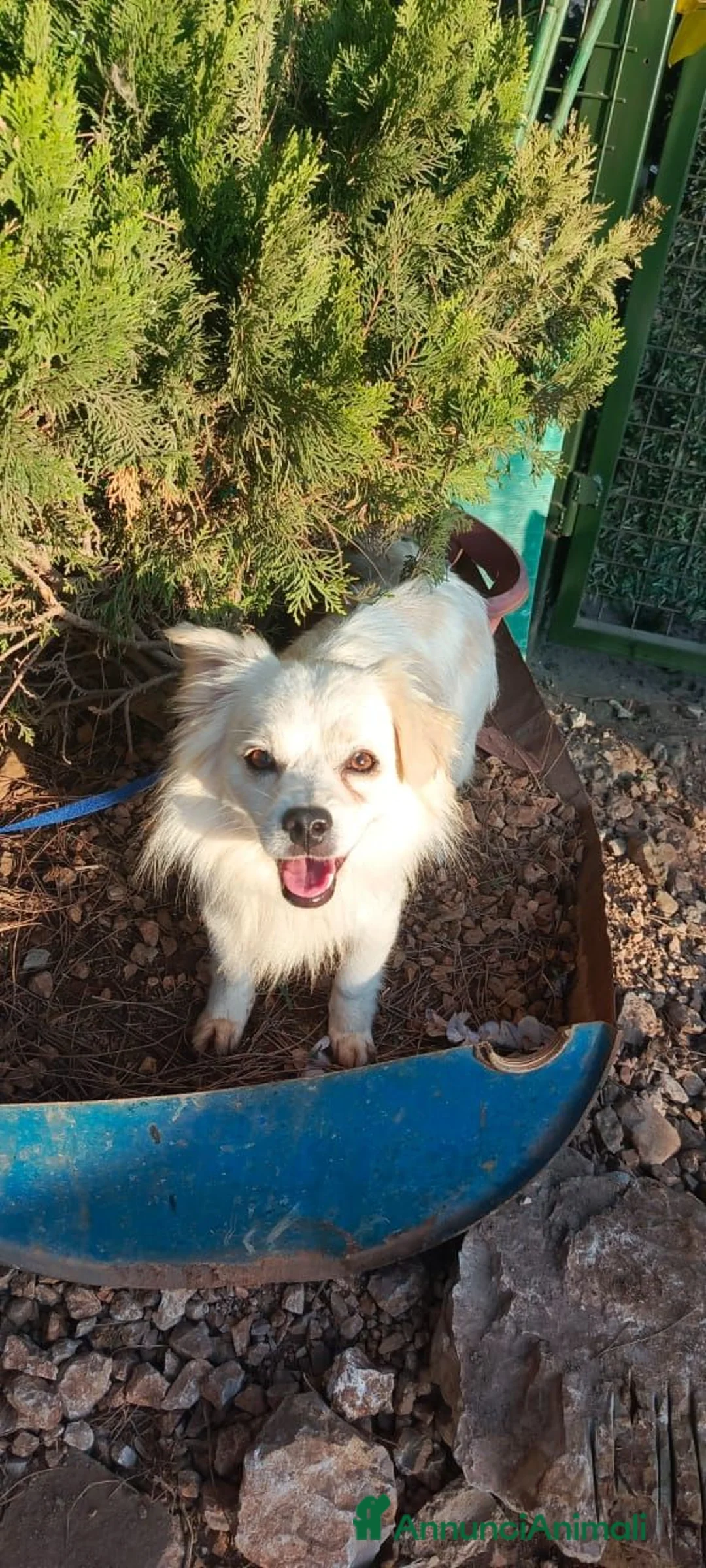 Meticcio cani in regalo: Cooki, tenero e affettuoso simil volpino - Annuncio 2