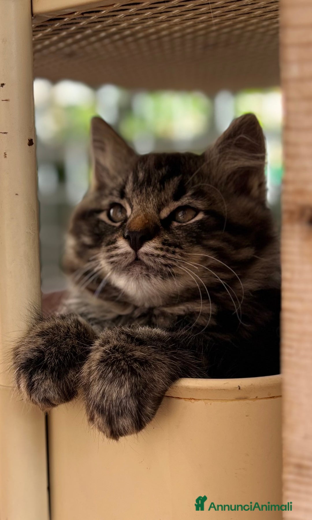 Siberiano gatti in vendita: Siberiano gattino ipoallergenici - Annuncio 7
