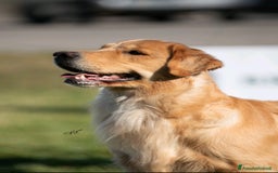 Golden Retriever cani in vendita: Golden Retriever Americano  a Città Metropolitana di Napoli - Immagine 5